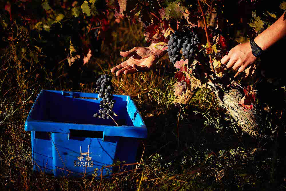 16/10/18 Bodegas Exopto, Abalos (La Rioja) y Laguardia (Alava). Photo by James Sturcke | sturcke.org
