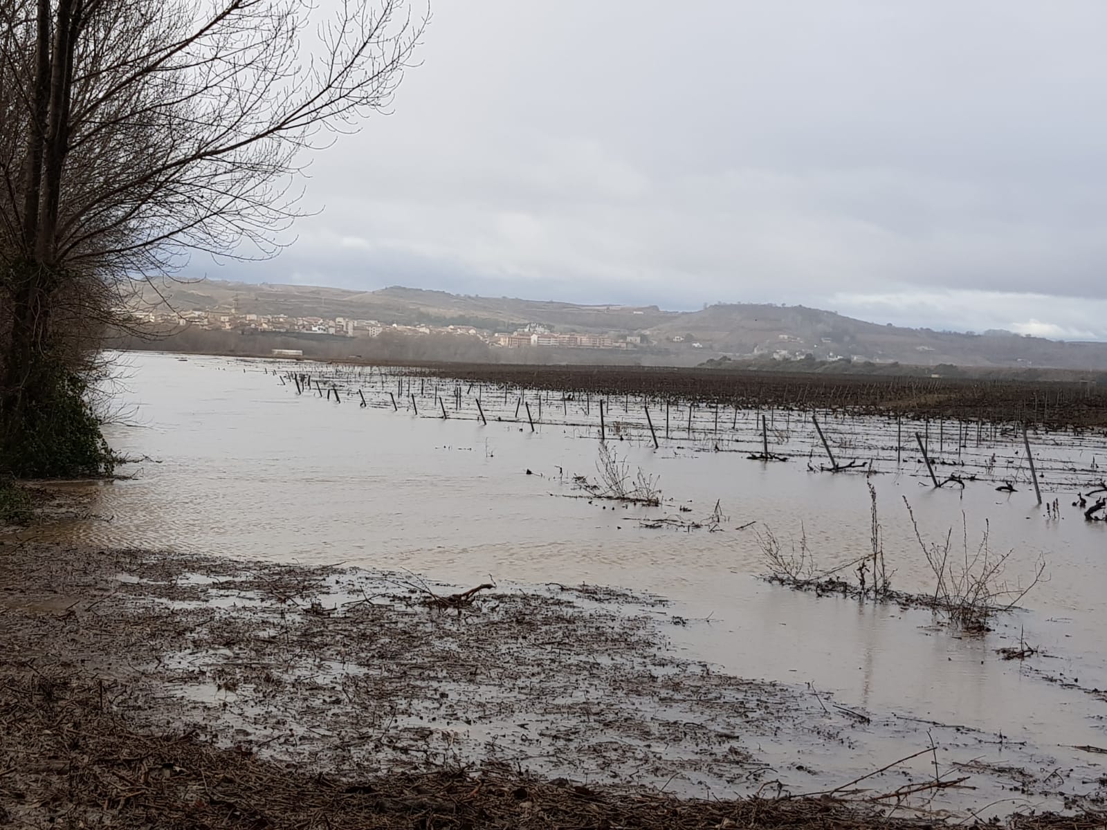 Paraje de 'La Campanilla' en Cenicero | 25 de enero de 2019 | Foto: David Castro (Garañango)