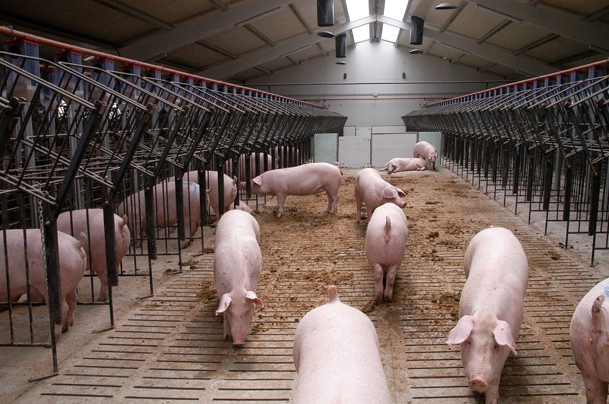 Свиньи как бизнес видео. Животноводство свиноводство. Сельское хозяйство свиноводство. Свиноферма. Свиноводство в скотоводство.