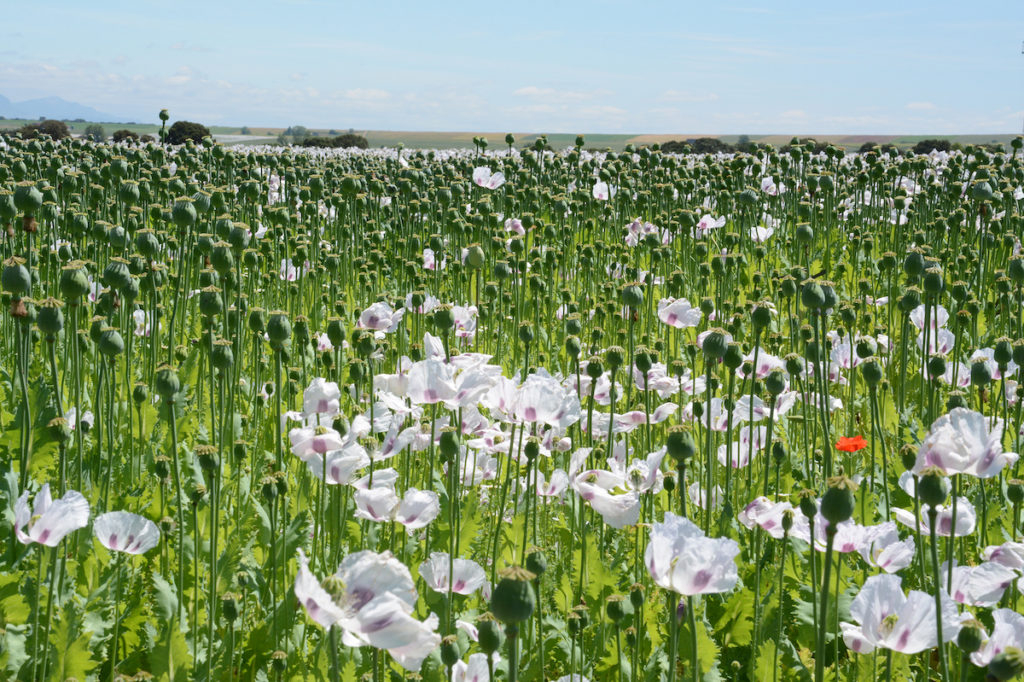 campo de la planta de adormidera