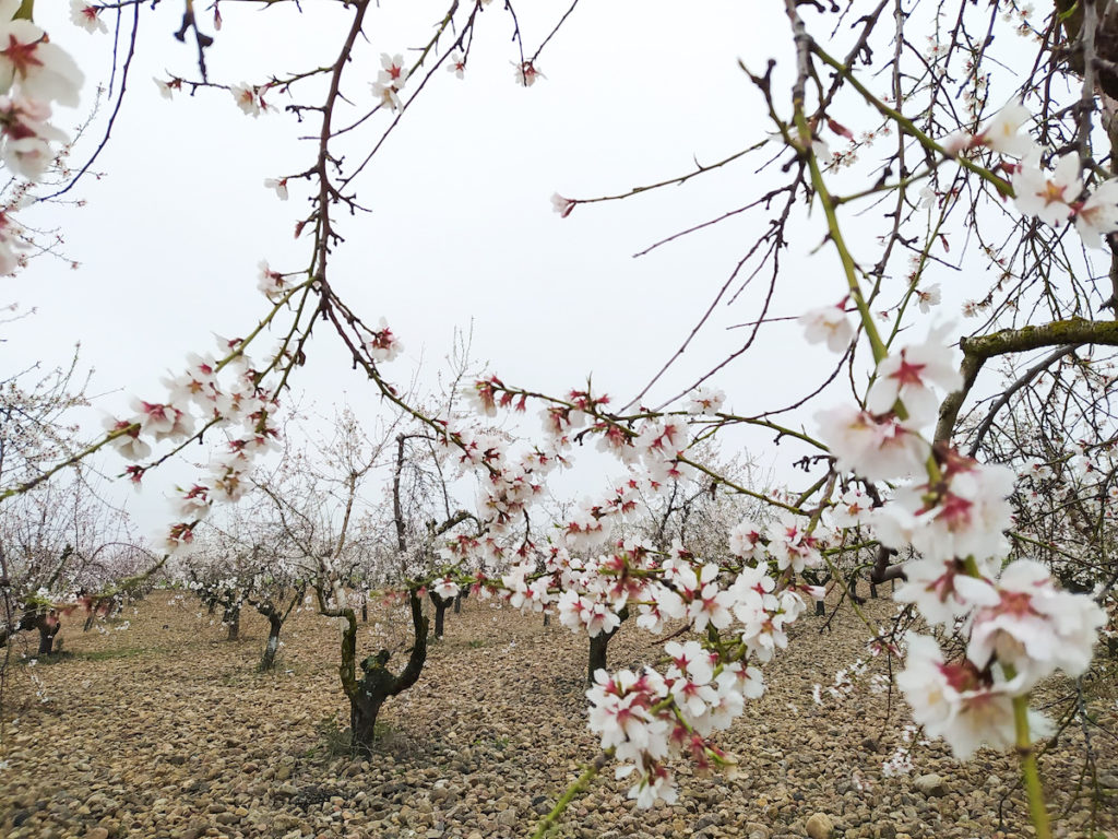 El invierno se disfraza de primavera con los almendros en plena floración