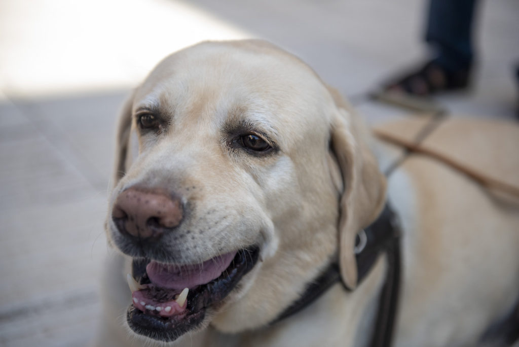 Logroño abre un nuevo 'spa' para perros en el Parque de la Ribera