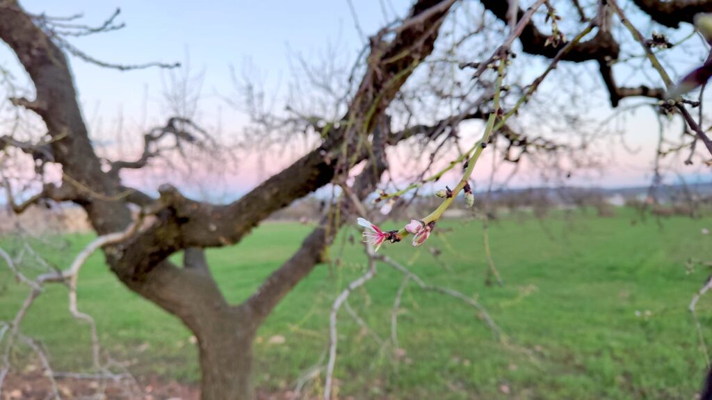 El almendro riojano florece con casi un mes de antelación